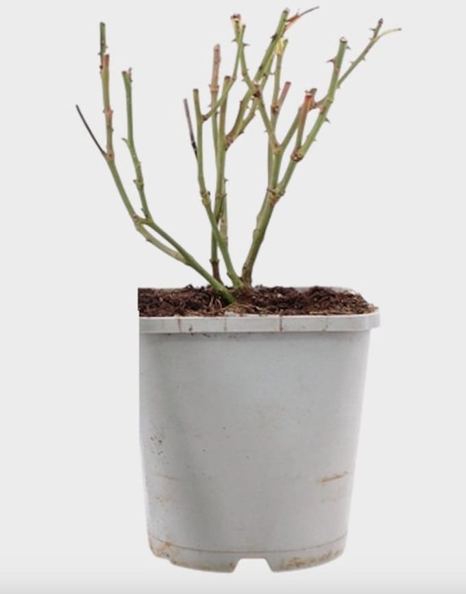 Rosa Sweet Romanza ® - Roos | 10-15 cm in pot