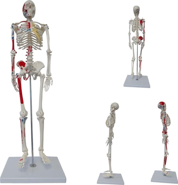 Cranstein Scientific Skelet met spieren - Origo en insertie - 85 cm