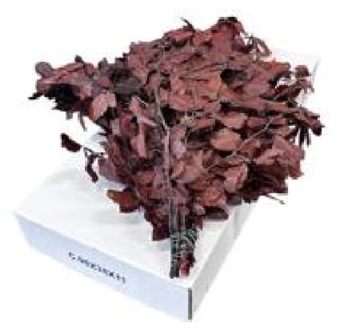 5x Dc fagus bordeaux gestabiliseerd 70cm