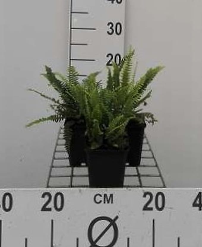6x Dubbelloof Varen - Blechnum spicant | 9x9 cm pot