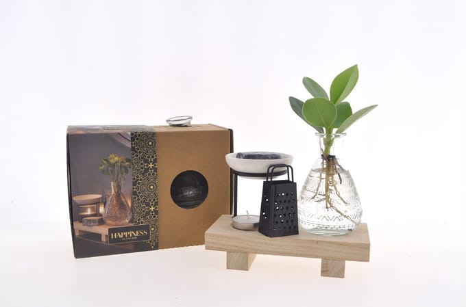 Intenz Wellness Box | 25cm | Clusia Princess | Cadeau