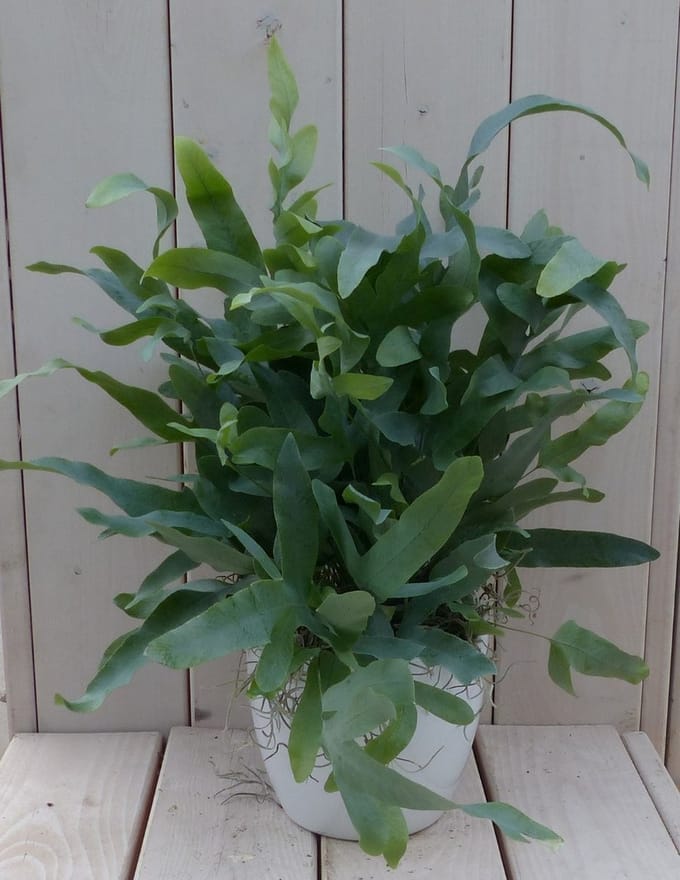 Blauwvaren Phlebodium in witte pot 30 cm
