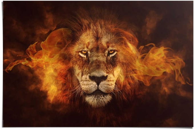Poster Lion on fire - 61 x 91,5 - Papier - REINDERS