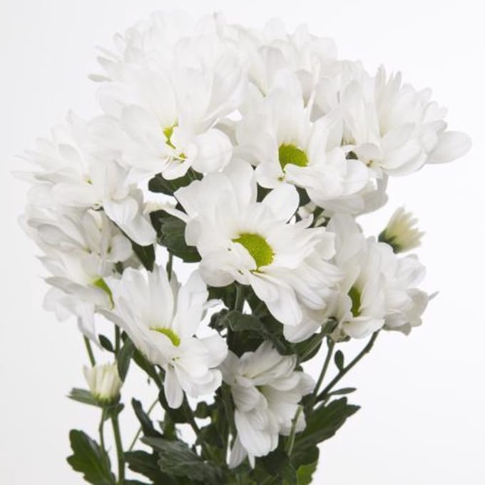 10x Chrysant kennedy 70cm