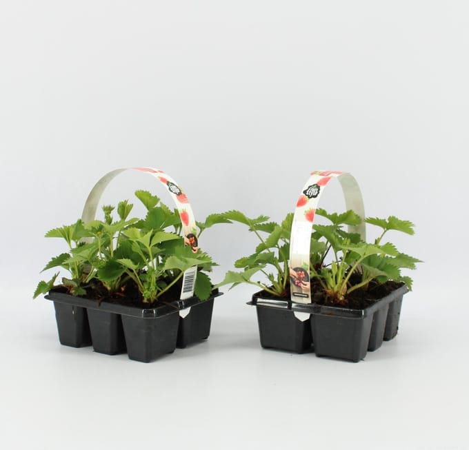 Aardbeien Sixpack - Fragaria ananassa 'Ostara' - set van 2 Aarbeien Sickpacks - hoogte 20 / 30  cm