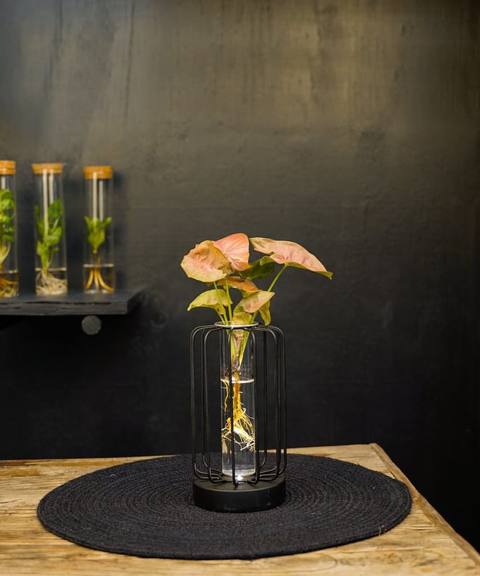 Turijn | lichtplantje | Hydroponie |Square|Syngonium Neon