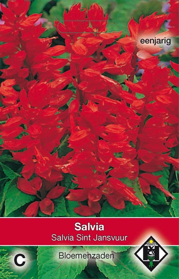 2 stuks Salvia splendens St. JansvuurVan Hemert & Co