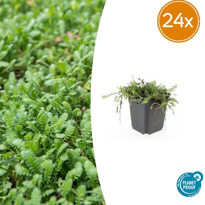 24 Bodembedekkers voor een groen tapijt - Leptinella squalida van ca. 5 cm hoog
