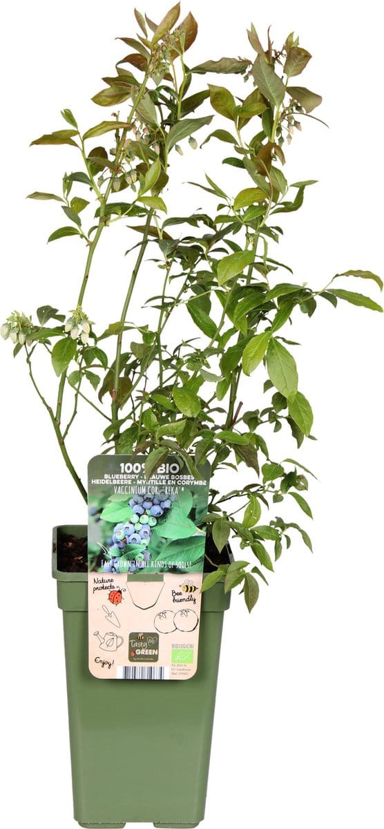 BIO Bosbes Vaccinium Reka
