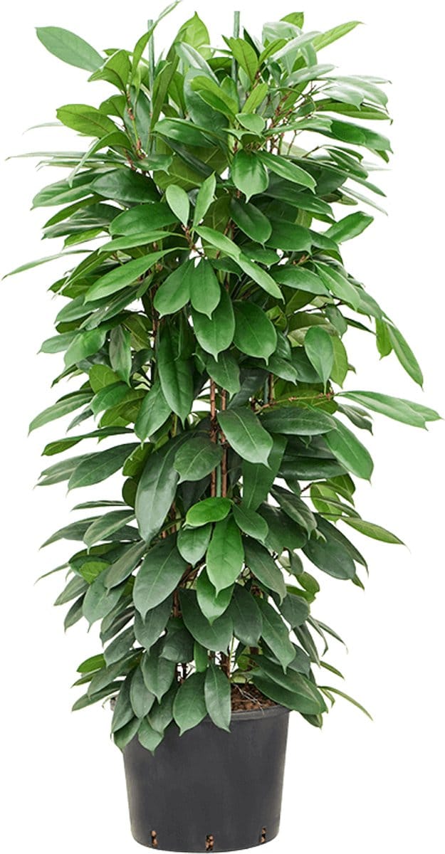 Hydroplant Ficus Cyathistipula