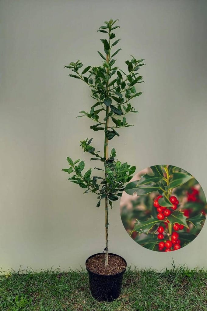 Jonge Amerikaanse Hulst boom | Ilex 'Nellie R. Stevens' | 80-100cm hoogte