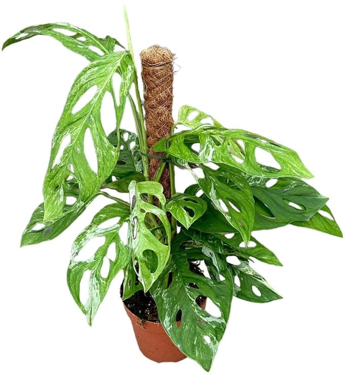 Monstera Adansonii Indonesian Marble Kamerplant Potmaat Ø17 cm |Vers Van De Kweker