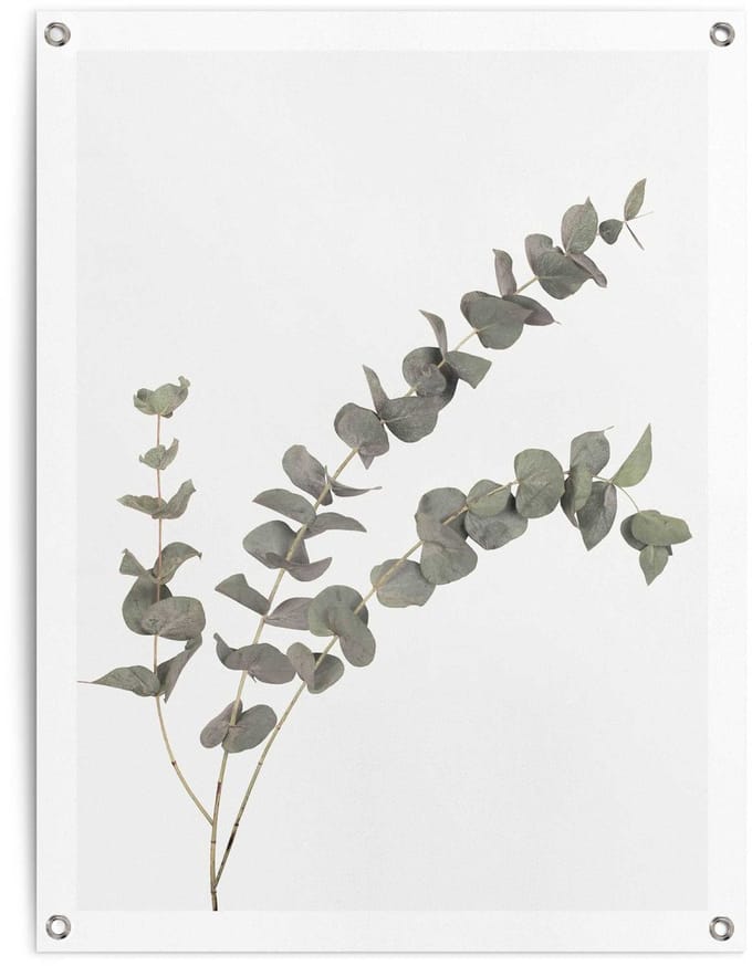 Tuinposter Eucalyptus - 80 x 60 - Canvas - REINDERS