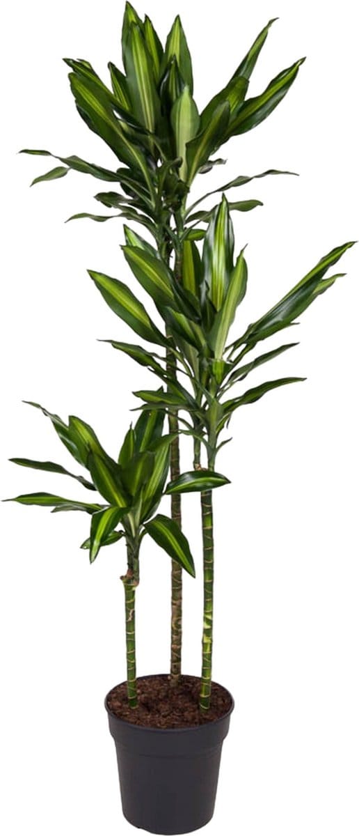 Dracaena Cintho - 160 cm - ø24
