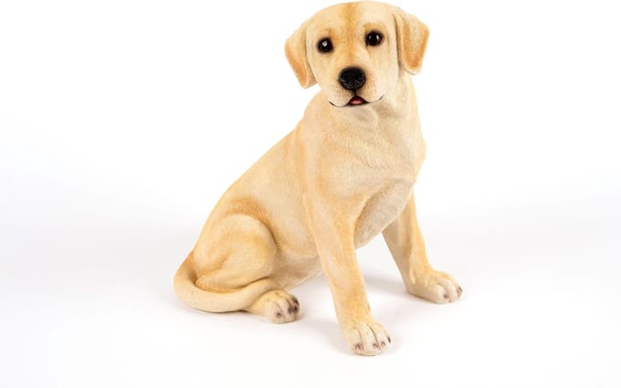 zittende  Labrador
