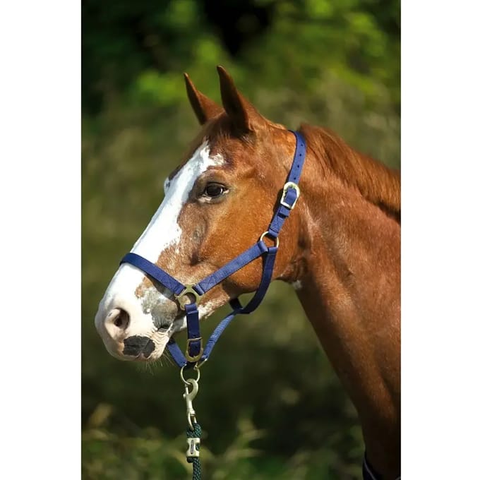 Paardenhalster met gespen Norton