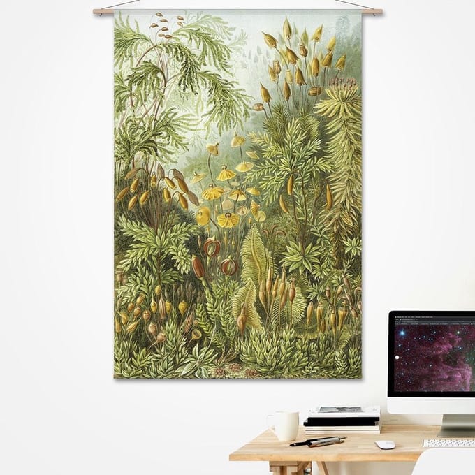 Wandkleed-XL Ernst Haeckel - Haarmossen