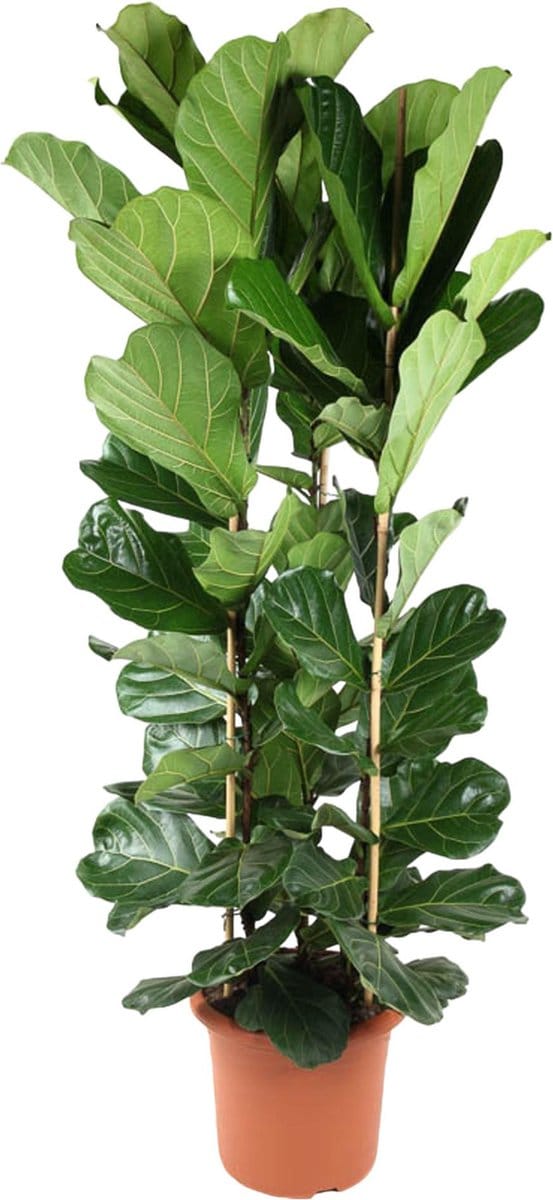 Green Harmony | Ficus Lyrata struik - 240 cm - ø40