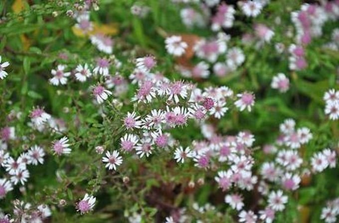 6x Aster - Aster lateriflorus 'Horizontalis' | 9x9 cm pot