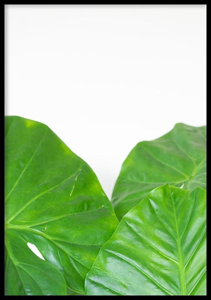 Poster Olifantsoor - 50x70cm - Natuur poster
