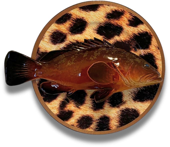 Cernia Multo Grande op tijgerbord, 33cm rond.