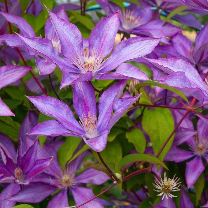 Clematis 'Bagatelle' - Bosrank 50-60 cm in pot