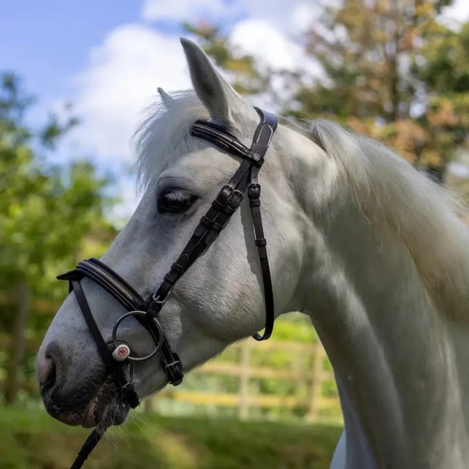 Hoofdstellen voor paarden Canter Mylord