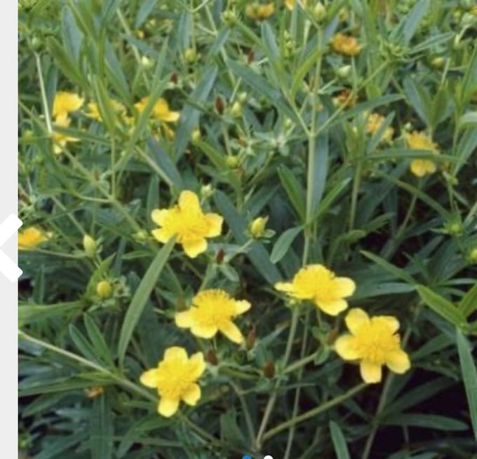 Hypericum kalmianum 'Gemo' - Herfsthooi, Sint Jankskruid 30 - 40 cm in pot