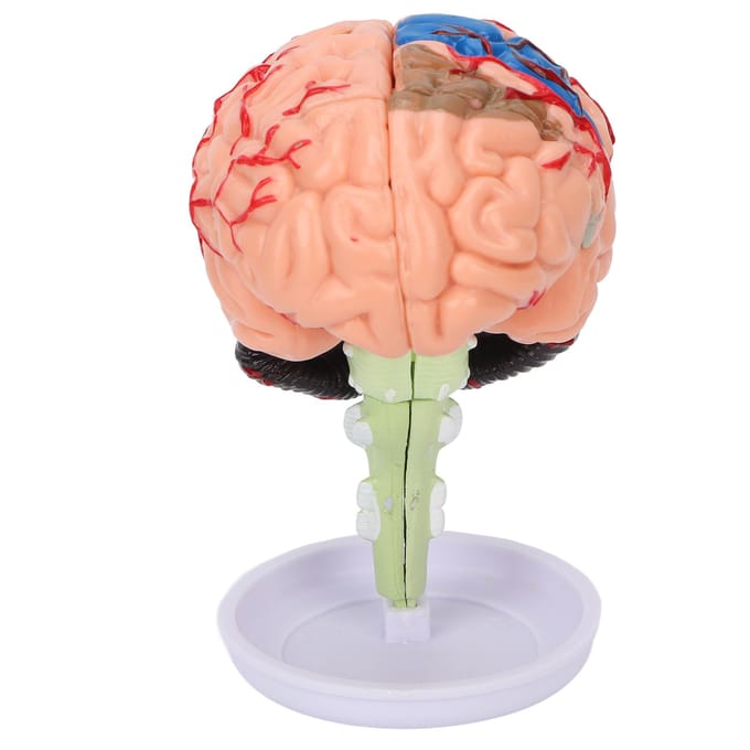 4D Anatomisch Hersenen Gemonteerd Model Duidelijke Structuur Vinyl Simulatie Hersenen Model om te Leren beige