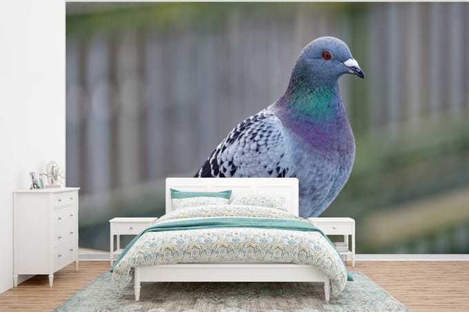 Behang - Fotobehang Duif - Vogel - Paars - Veren - Breedte 295 cm x hoogte 220 cm