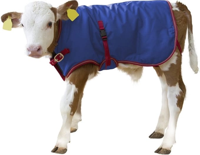 Agrivet Kalverdekje Bodywarmer thermo+80CM