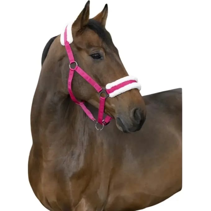 Halster voor paarden Norton Confort