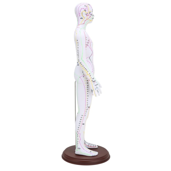 60cm acupunctuurmodel menselijk acupunctuurmeridianenmodel met basis acupunctuurnaaldenset white