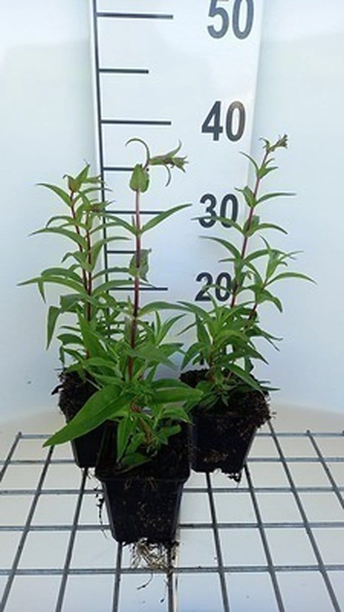 6x Schildpadbloem - Penstemon hybr. 'Rich Ruby' | 9x9 cm pot