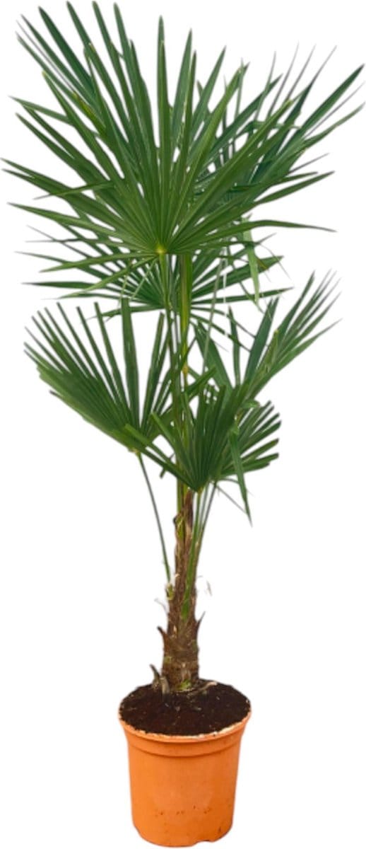 Chinese waaierpalm - Trachycarpus Fortuneii ca 130 cm hoog - Ø27cm