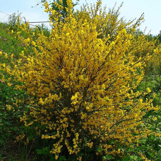 8 x Cytisus scoparius - Brem in C2(liter) pot met hoogte 20-40cm
