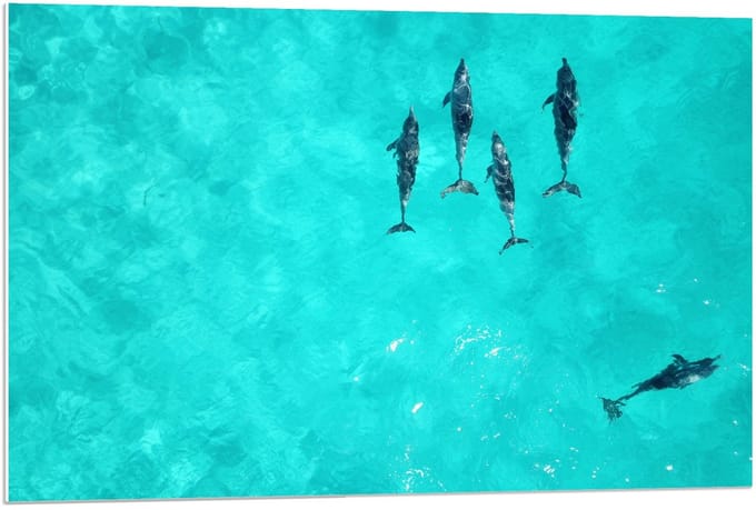 Forex - Orka's in Tropische Zee - 90x60cm Foto op Forex