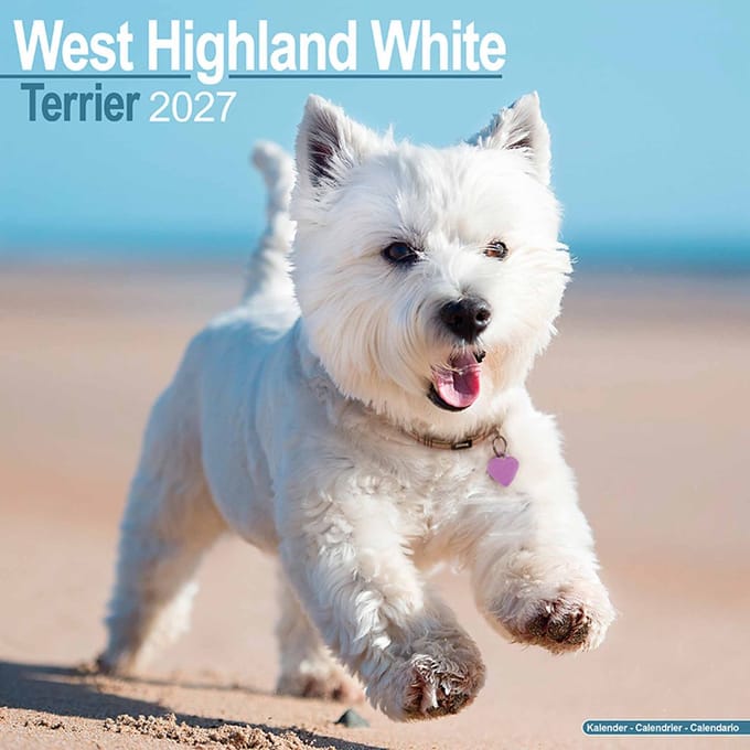 West Highland White Terrier Kalender 2027