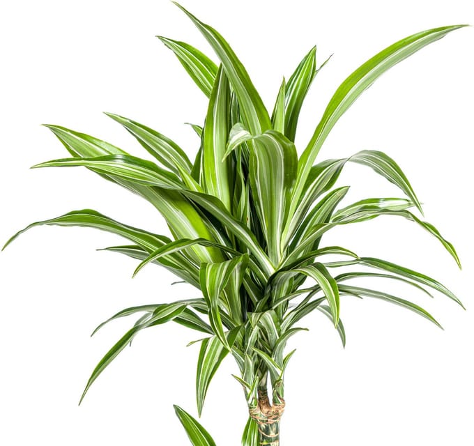 Dracaena Deremensis White Stripe Ø21cm - 100cm