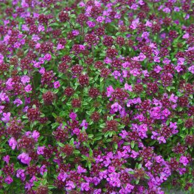 6 x Thymus Praecox 'Creeping Red' - Tijm pot 9x9cm