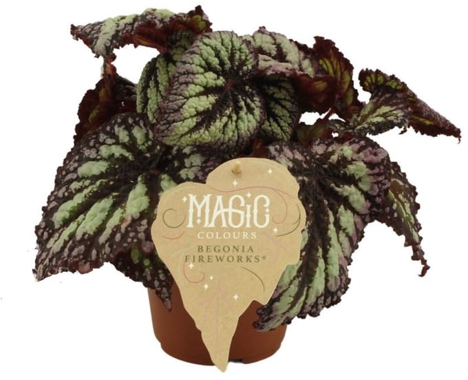 Begonia rex Fireworks - Hoogte 25cm - Pot 12cm