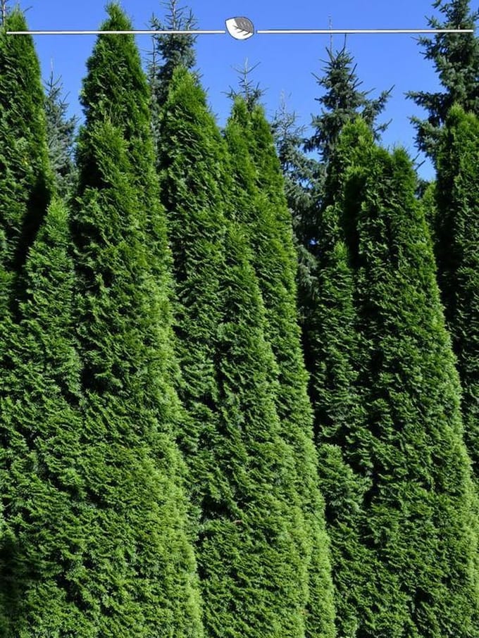 Westerse Levensboom Thuja Smaragd 200-225 cm, 7x Haagplant