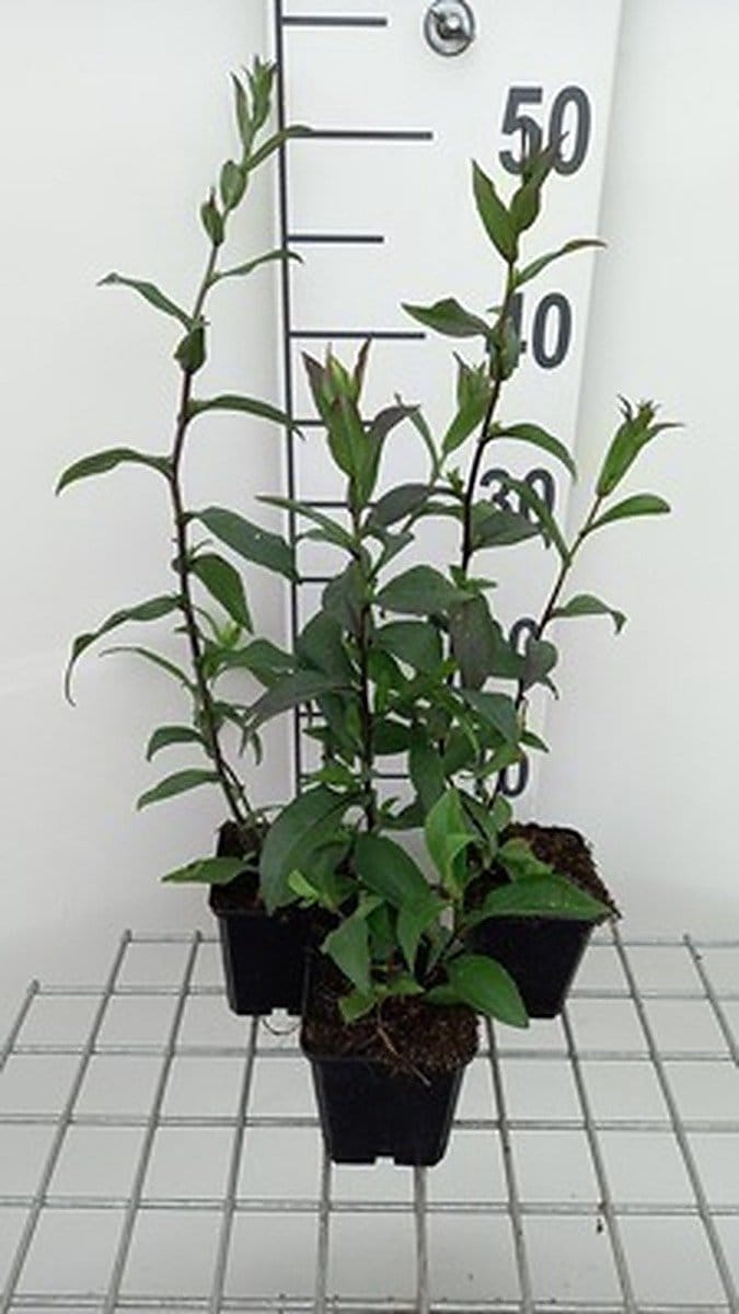 6x Aster - Aster laevis 'Calliope' | 9x9 cm pot