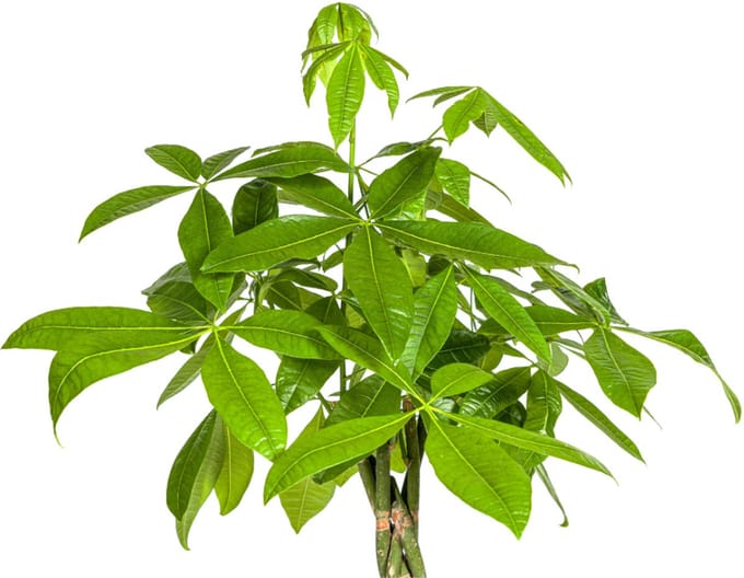 Luchtzuiverend kamerplant Pachira Aquatica