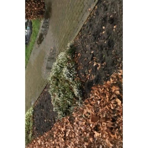 Kinder - Ans Linders