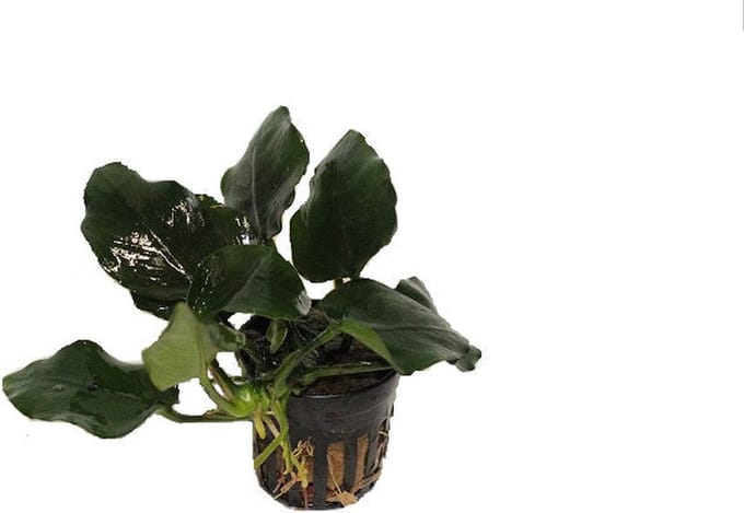 Moerings Anubias Nana Thick Leaf | Dwerg Speerblad | in 5 cm pot