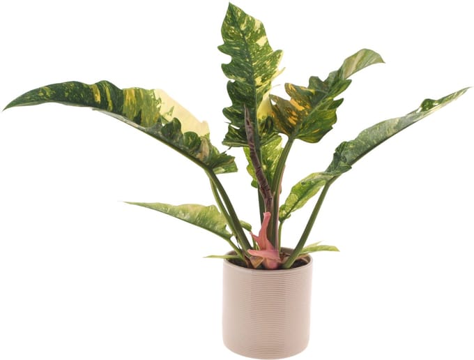 Philodendron Ring of Fire | 30cm | met gebroken witte keramieken pot