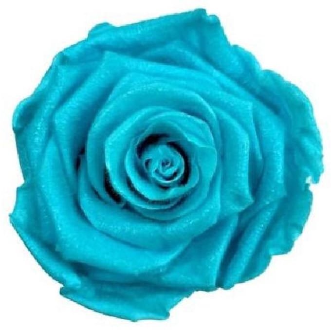 4x Dc pres.rozen teddy cyan