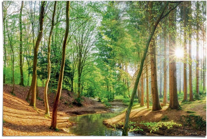 Poster Bos in de zon - 61 x 91,5 - Papier - REINDERS