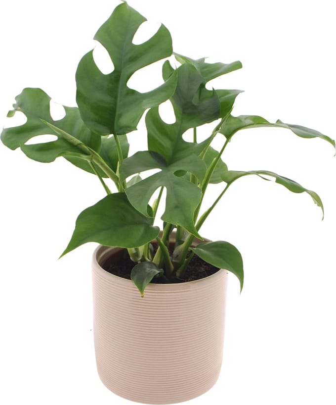 Monstera Minima | 35cm | met gebroken witte keramieken pot